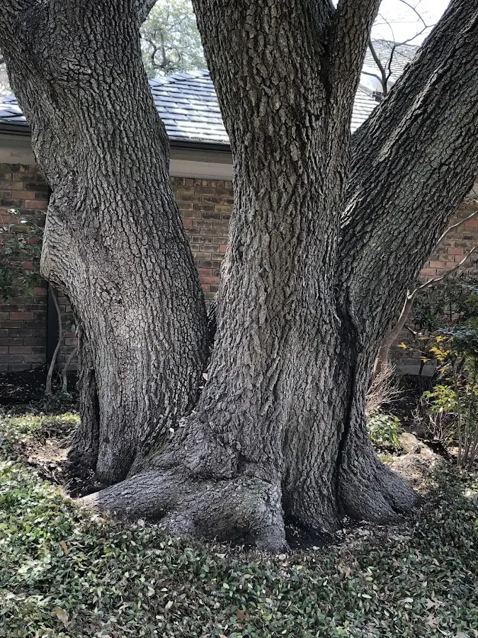 Mature heritage tree close to a Harrison property cared for by certified arborists
